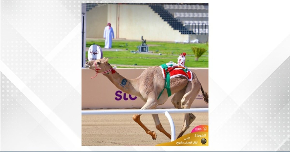 Bahraini camels continue success at Saudi Crown Prince Camel Festival image