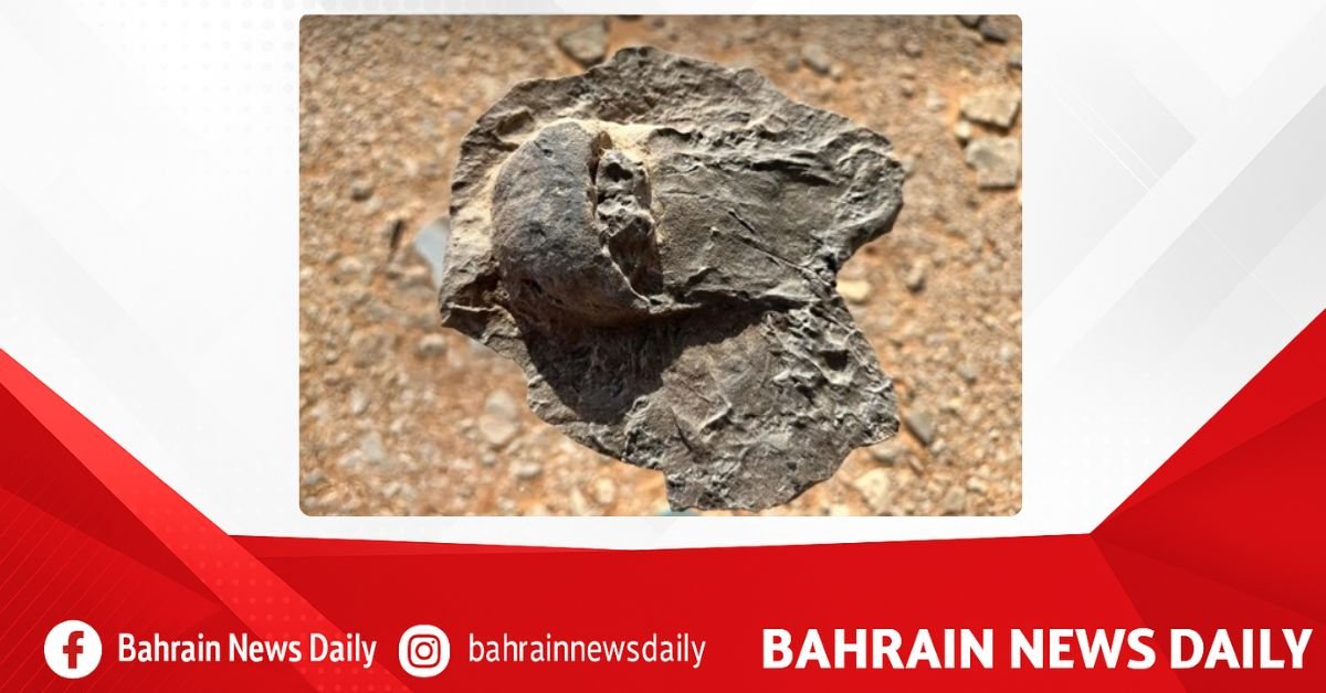 Royal Commission for AlUla announces scientific discovery of rare fossils dating back 465 million years image